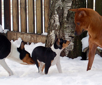 Det dr var en hg hund!