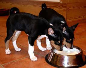 Ozzy and Diesel