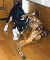 Zeke as a pup playing with Sune
