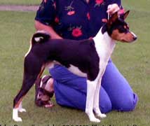 Basenji Spec. July 2003 Photo Naranja Persson