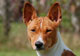 Pepsi, Basenji