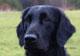 Tudor, Flat Coated Retriever